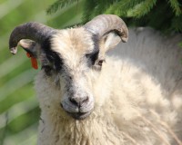 /album/fotogalerie-shetlandske-ovce/farma-beskydy-foto-cieslar-3549-jpg/